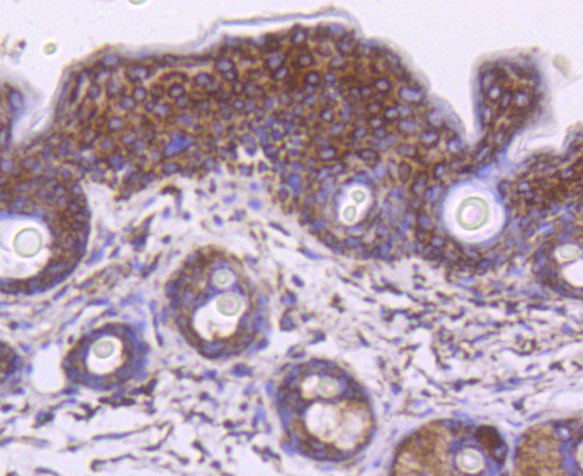 Paraformaldehyde-fixed and paraffin-embedded Mouse skin tissue incubated with Hsp60 (7G6) Monoclonal Antibody (bsm-52465R) at 1:100, overnight at 4°C, followed by a conjugated secondary antibody and DAB staining. Counterstained with hematoxylin.