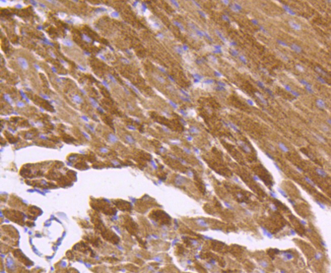 Paraformaldehyde-fixed and paraffin-embedded Mouse heart tissue incubated with Hsp60 (7G6) Monoclonal Antibody (bsm-52465R) at 1:100, overnight at 4°C, followed by a conjugated secondary antibody and DAB staining. Counterstained with hematoxylin.