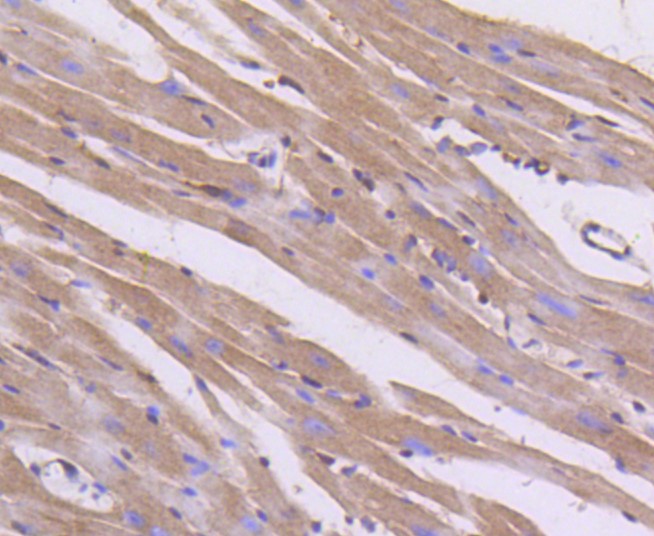 Paraformaldehyde-fixed and paraffin-embedded Mouse heart tissue incubated with AKT1/2/3 (35B2) Monoclonal Antibody (bsm-52468R) at 1:100, overnight at 4°C, followed by a conjugated secondary antibody and DAB staining. Counterstained with hematoxylin.