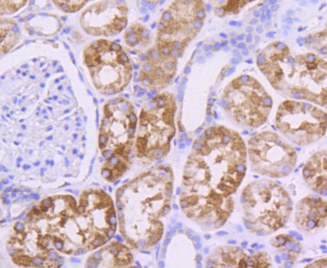 Paraformaldehyde-fixed and paraffin-embedded Human kidney tissue incubated with AKT1/2/3 (35B2) Monoclonal Antibody (bsm-52468R) at 1:100, overnight at 4°C, followed by a conjugated secondary antibody and DAB staining. Counterstained with hematoxylin.