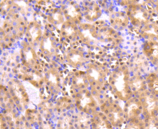Paraformaldehyde-fixed and paraffin-embedded Mouse kidney tissue incubated with AKT1/2/3 (35B2) Monoclonal Antibody (bsm-52468R) at 1:100, overnight at 4°C, followed by a conjugated secondary antibody and DAB staining. Counterstained with hematoxylin.