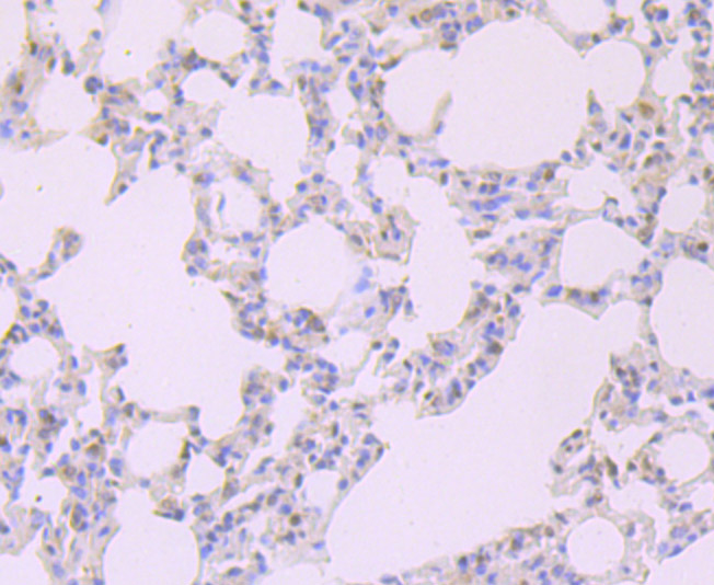 Paraformaldehyde-fixed and paraffin-embedded Rat Lung tissue incubated with FKBP5 (6G6) Monoclonal Antibody (bsm-54309R) at 1:100, overnight at 4°C, followed by a conjugated secondary antibody and DAB staining. Counterstained with hematoxylin.