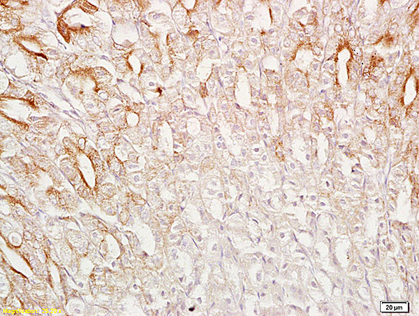 Formalin-fixed and paraffin embedded mouse stomach labeled with Anti-SRG4 Polyclonal Antibody, Unconjugated (bs-1220R) at 1:200 followed by conjugation to the secondary antibody and DAB staining.