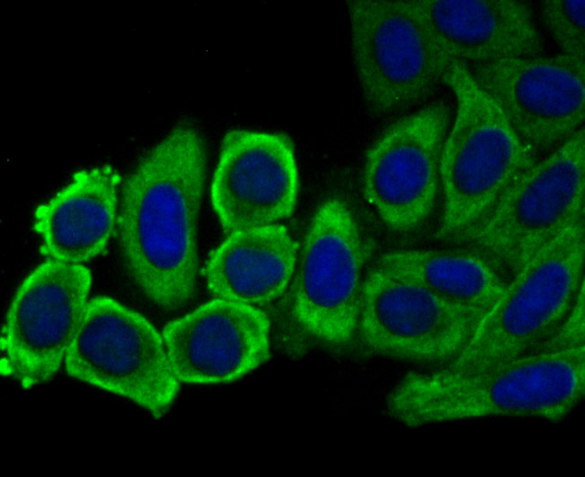 IF(ICC) staining with eEF1A1 (3F9) Monoclonal Antibody (bsm-54320R) at 1:100 in HepG2 cells (green). The nuclear counterstain is DAPI (blue). Cells were fixed in paraformaldehyde, permeabilized with 0.25% Triton X100/PBS.