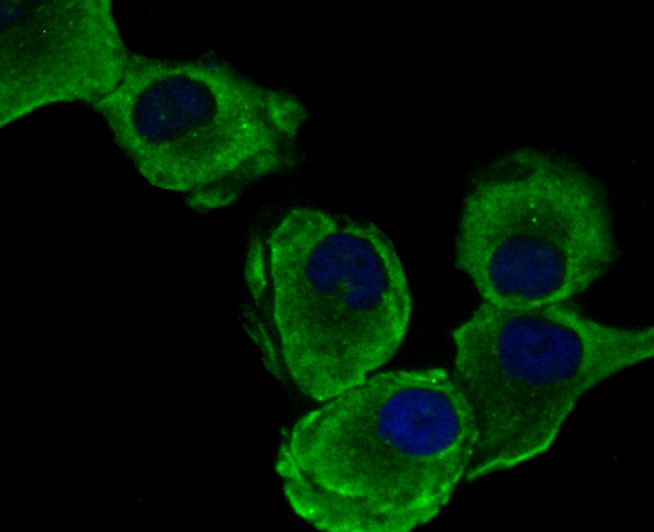 IF(ICC) staining with eEF1A1 (3F9) Monoclonal Antibody (bsm-54320R) at 1:100 in HUVEC cells (green). The nuclear counterstain is DAPI (blue). Cells were fixed in paraformaldehyde, permeabilized with 0.25% Triton X100/PBS.