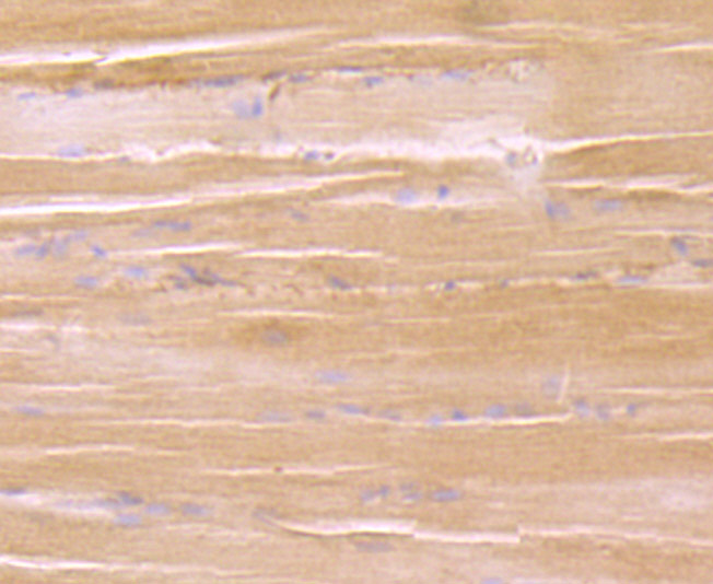 Paraformaldehyde-fixed and paraffin-embedded Rat Skeletal Muscle tissue incubated eEF1A1 (3F9) Monoclonal Antibody (bsm-54320R) at 1:100, overnight at 4°C, followed by a conjugated secondary antibody and DAB staining. Counterstained with hematoxylin.