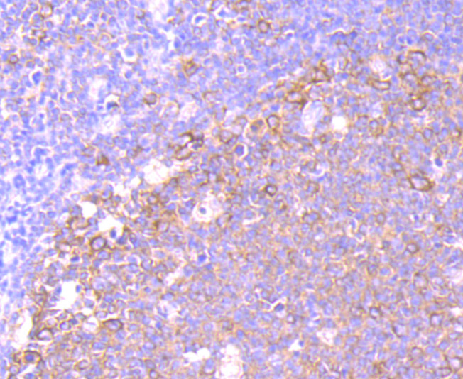 Paraformaldehyde-fixed and paraffin-embedded Human Tonsil tissue incubated eEF1A1 (3F9) Monoclonal Antibody (bsm-54320R) at 1:100, overnight at 4°C, followed by a conjugated secondary antibody and DAB staining. Counterstained with hematoxylin.