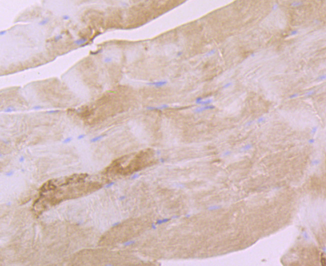 Paraformaldehyde-fixed and paraffin-embedded Mouse Smooth Muscle tissue incubated eEF1A1 (3F9) Monoclonal Antibody (bsm-54320R) at 1:100, overnight at 4°C, followed by a conjugated secondary antibody and DAB staining. Counterstained with hematoxylin.