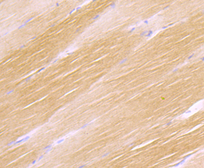Paraformaldehyde-fixed and paraffin-embedded Rat Skeletal Muscle tissue incubated with CDH13 (6F11) Monoclonal Antibody (bsm-54321R) at 1:100, overnight at 4°C, followed by a conjugated secondary antibody and DAB staining. Counterstained with hematoxylin.