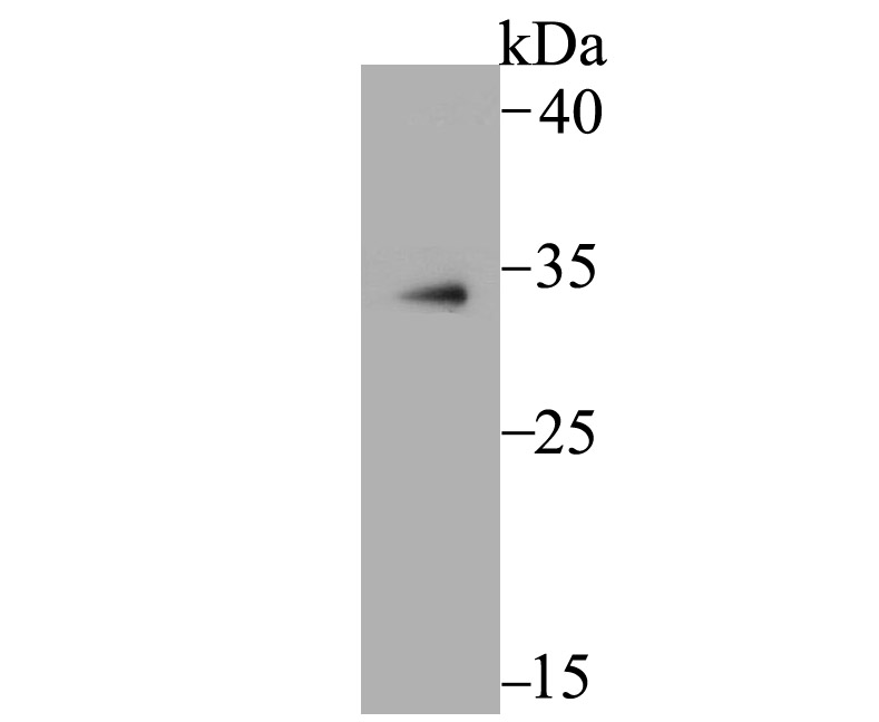 Lane 1: U937 Cells; Probed with MBD3 (6B10) Monoclonal Antibody (bsm-54322R) at 1:500 overnight at 4°C followed by a conjugated secondary antibody for 60 minutes at 37°C.