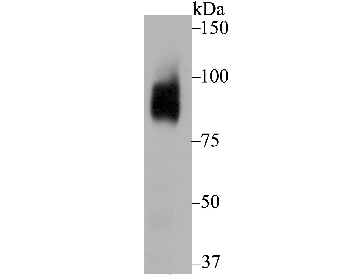 Lane 1: NIH-3T3 Cells; Probed with BCL6 (3H7) Monoclonal Antibody (bsm-54323R) at 1:1000 overnight at 4°C followed by a conjugated secondary antibody for 60 minutes at 37°C.