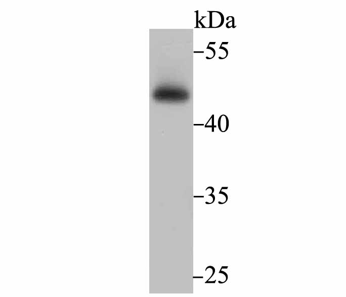 Lane 1: PC-3M Cells; Probed with Flotillin 1 (4C3) Monoclonal Antibody (bsm-54325R) at 1:500 overnight at 4°C followed by a conjugated secondary antibody for 60 minutes at 37°C.