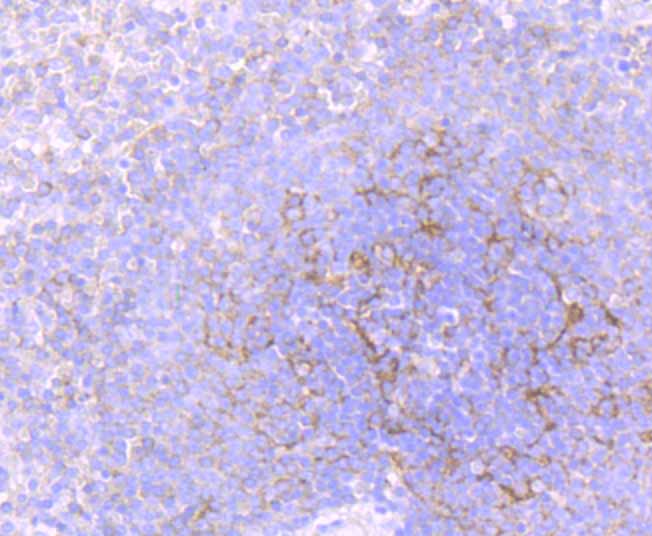 Paraformaldehyde-fixed and paraffin-embedded Human Spleen tissue incubated with Flotillin 1 (4C3) Monoclonal Antibody (bsm-54325R) at 1:100, overnight at 4°C, followed by a conjugated secondary antibody and DAB staining. Counterstained with hematoxylin.
