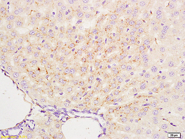 Formalin-fixed and paraffin embedded mouse liver labeled with Anti-APG4B\/AUTL1 Polyclonal Antibody, Unconjugated (bs-1384R) at 1:200 followed by conjugation to the secondary antibody and DAB staining.