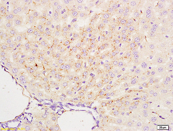 Formalin-fixed and paraffin embedded mouse liver labeled with Anti-APG4B/AUTL1 Polyclonal Antibody, Unconjugated (bs-1384R) at 1:200 followed by conjugation to the secondary antibody and DAB staining.