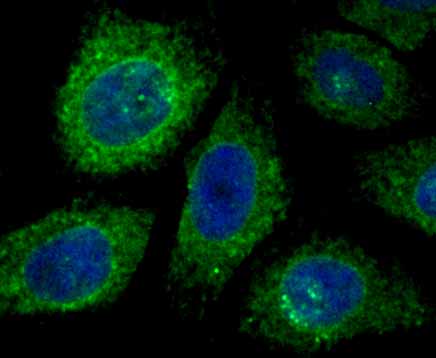IF(ICC) staining with KDELR1 (3A6) Monoclonal Antibody (bsm-54328R) at 1:200 in HepG2 cells (green). The nuclear counterstain is DAPI (blue). Cells were fixed in paraformaldehyde, permeabilized with 0.25% Triton X100/PBS.