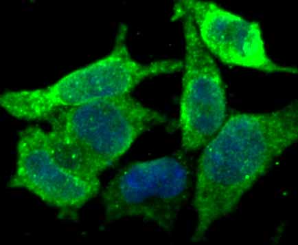 IF(ICC) staining with KDELR1 (3A6) Monoclonal Antibody (bsm-54328R) at 1:300 in 293T cells (green). The nuclear counterstain is DAPI (blue). Cells were fixed in paraformaldehyde, permeabilized with 0.25% Triton X100/PBS.