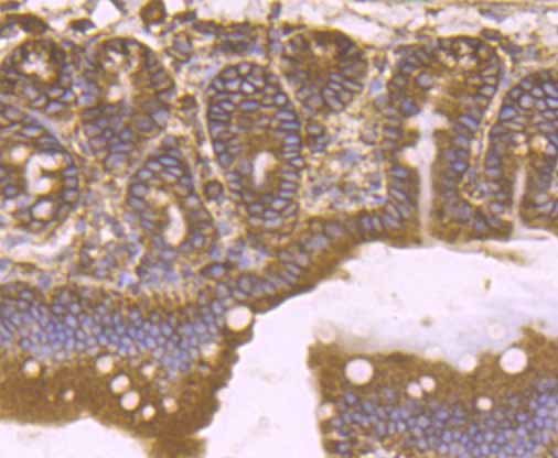 Paraformaldehyde-fixed and paraffin-embedded Mouse Small Intestine tissue incubated with KDELR1 (3A6) Monoclonal Antibody (bsm-54328R) at 1:200, overnight at 4°C, followed by a conjugated secondary antibody and DAB staining. Counterstained with hematoxylin.