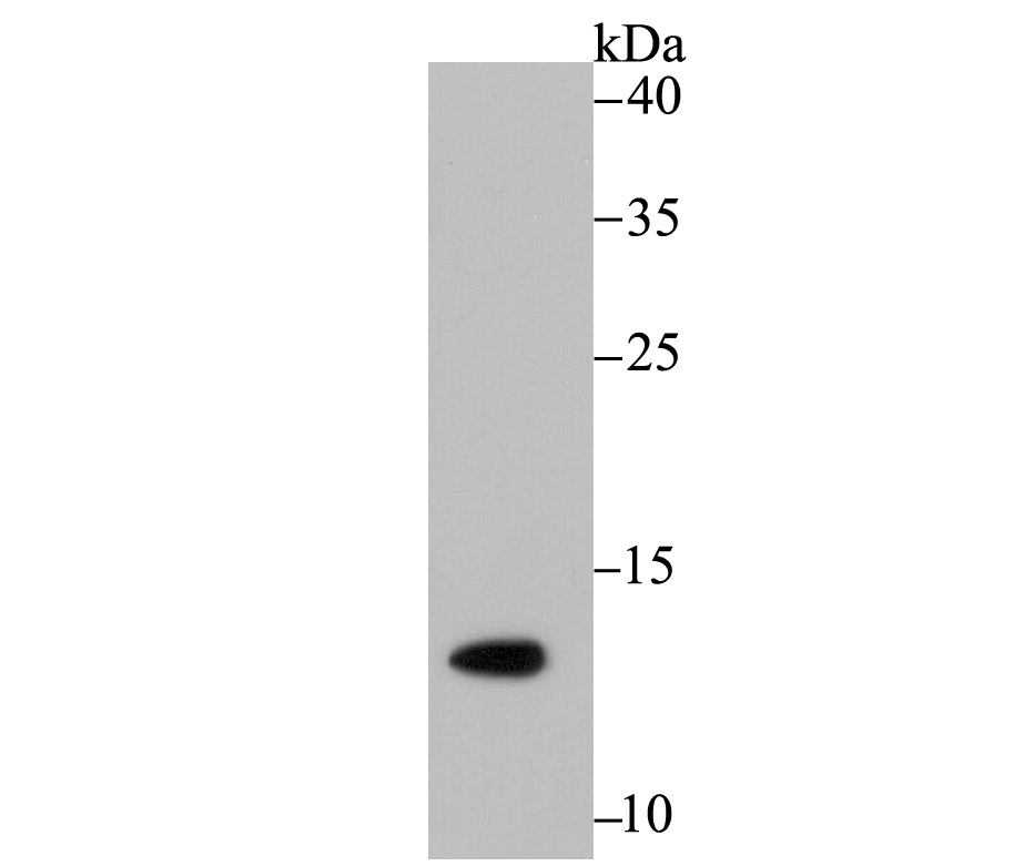 Lane 1: SiHa Cells; Probed with Histone H4 (acetyl K16) (2G2) Monoclonal Antibody (bsm-54330R) at 1:500 overnight at 4°C followed by a conjugated secondary antibody for 60 minutes at 37°C.