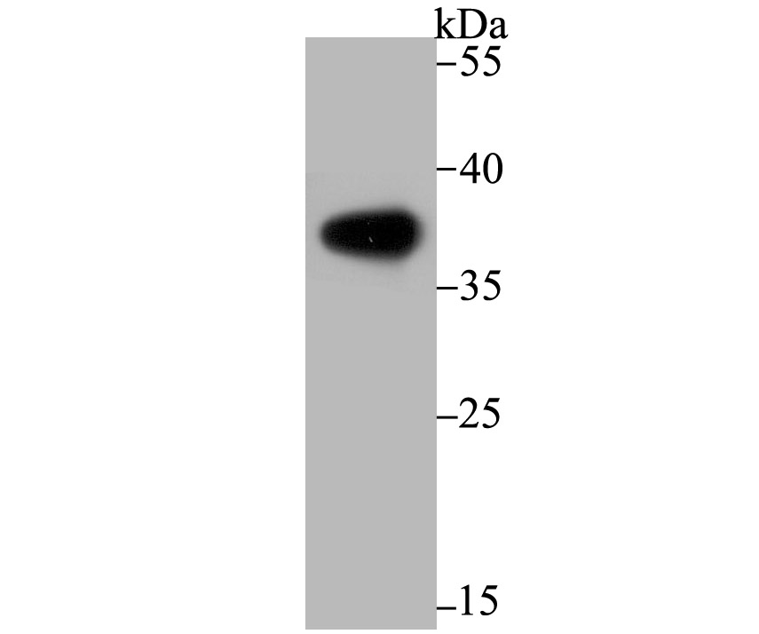 Lane 1: Human Liver; Probed with Arginase-1 (2C12) Monoclonal Antibody (bsm-54331R) at 1:500 overnight at 4°C followed by a conjugated secondary antibody for 60 minutes at 37°C.