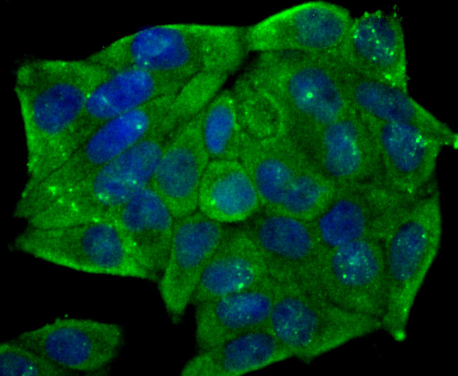 IF(ICC) staining with CD146 (1G3) Monoclonal Antibody (bsm-54332R) at 1:200 in Hela cells (green). The nuclear counterstain is DAPI (blue). Cells were fixed in paraformaldehyde, permeabilized with 0.25% Triton X100/PBS.