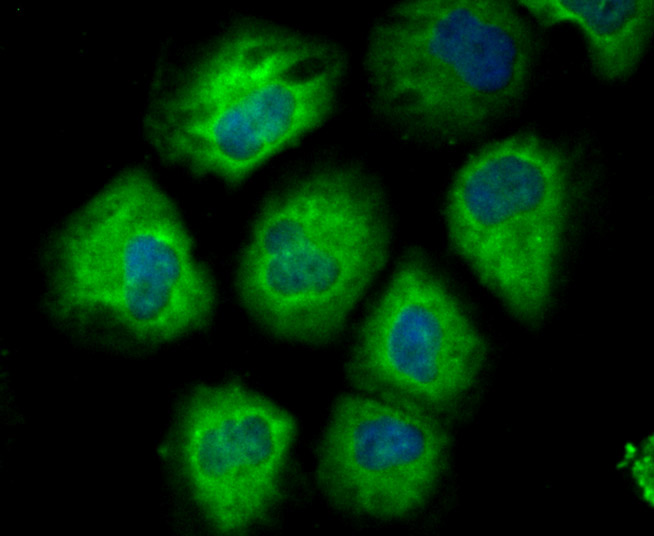 IF(ICC) staining with CD146 (1G3) Monoclonal Antibody (bsm-54332R) at 1:200 in HUVEC cells (green). The nuclear counterstain is DAPI (blue). Cells were fixed in paraformaldehyde, permeabilized with 0.25% Triton X100/PBS.