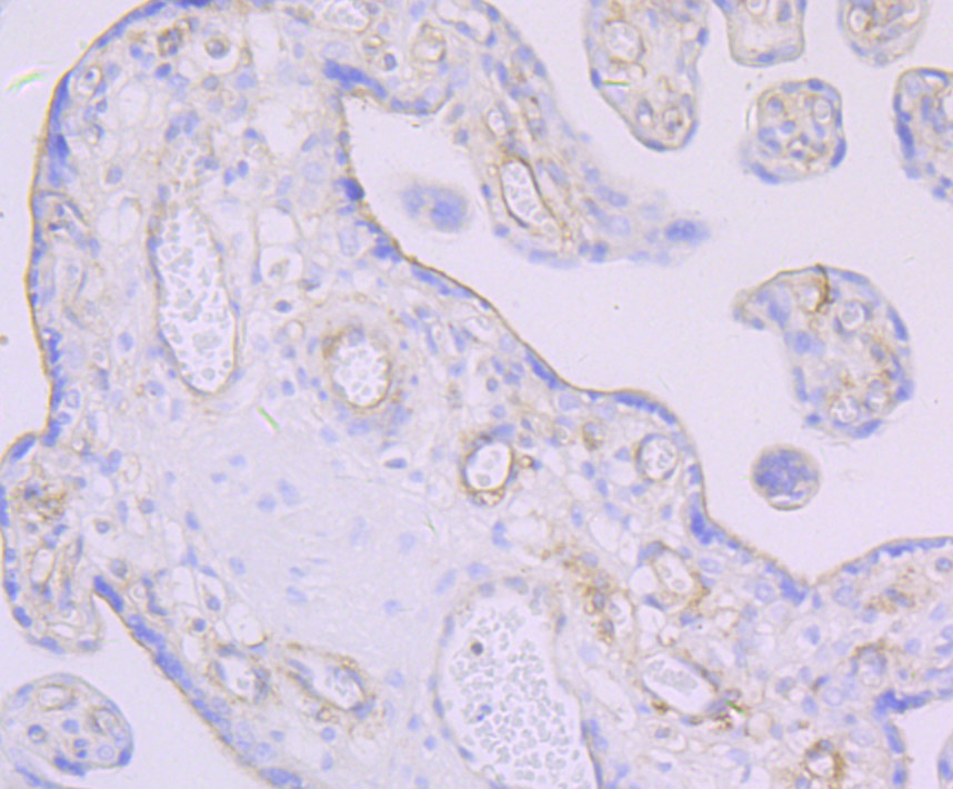 Paraformaldehyde-fixed and paraffin-embedded Human Placenta tissue incubated with Thrombomodulin (3G7) Monoclonal Antibody (bsm-54333R) at 1:100, overnight at 4°C, followed by a conjugated secondary antibody and DAB staining. Counterstained with hematoxylin.