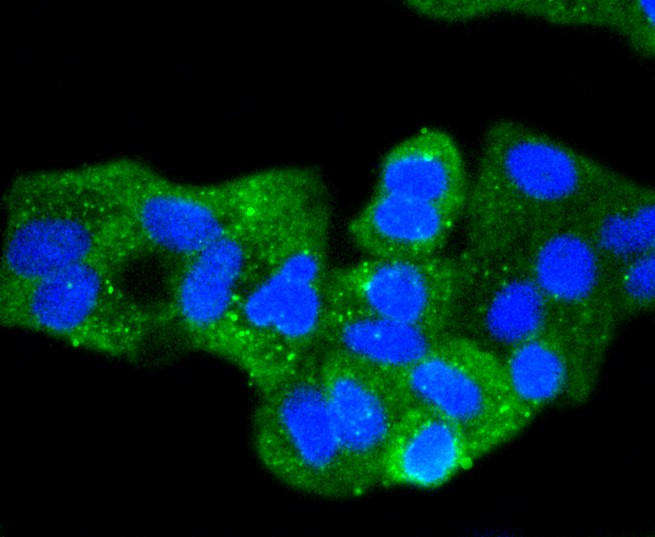 IF(ICC) staining with Pan-Cadherin (9A1) Monoclonal Antibody (bsm-52480R) at 1:100 in HeLa cells (green). The nuclear counterstain is DAPI (blue). Cells were fixed in paraformaldehyde, permeabilized with 0.25% Triton X100/PBS.