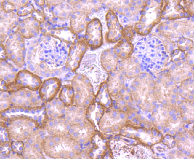 Paraformaldehyde-fixed and paraffin-embedded Mouse kidney tissue incubated with Pan-Cadherin (9A1) Monoclonal Antibody (bsm-52480R) at 1:100, overnight at 4°C, followed by a conjugated secondary antibody and DAB staining. Counterstained with hematoxylin.