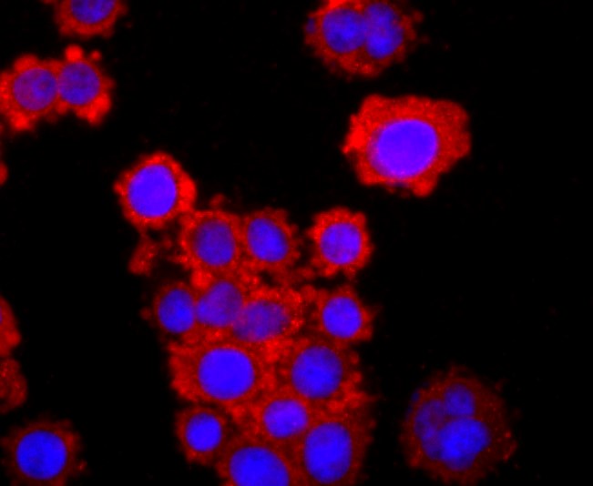 IF(ICC) staining with TNF Receptor II (7D3) Monoclonal Antibody (bsm-52938R) at 1:100 in SW480 cells (red). The nuclear counterstain is DAPI (blue). Cells were fixed in paraformaldehyde, permeabilized with 0.25% Triton X100/PBS.