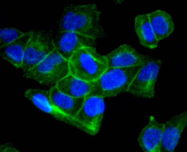 IF(ICC) staining with Sodium Potassium ATPase (13H5) Monoclonal Antibody (bsm-52485R) at 1:100 in HeLa cells (green). The nuclear counterstain is DAPI (blue). Cells were fixed in paraformaldehyde, permeabilized with 0.25% Triton X100/PBS.