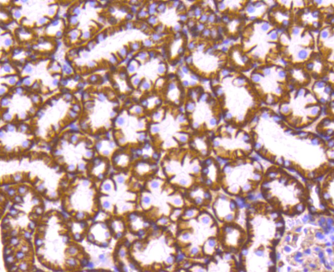 Paraformaldehyde-fixed and paraffin-embedded Mouse kidney tissue incubated with Sodium Potassium ATPase (13H5) Monoclonal Antibody (bsm-52485R) at 1:100, overnight at 4°C, followed by a conjugated secondary antibody and DAB staining. Counterstained with hematoxylin.