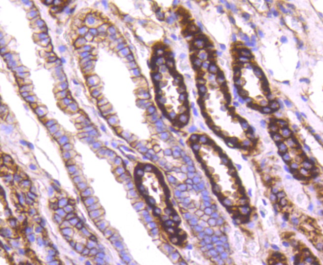 Paraformaldehyde-fixed and paraffin-embedded Human kidney tissue incubated with Sodium Potassium ATPase (13H5) Monoclonal Antibody (bsm-52485R) at 1:100, overnight at 4\u00b0C, followed by a conjugated secondary antibody and DAB staining. Counterstained with hematoxylin.
