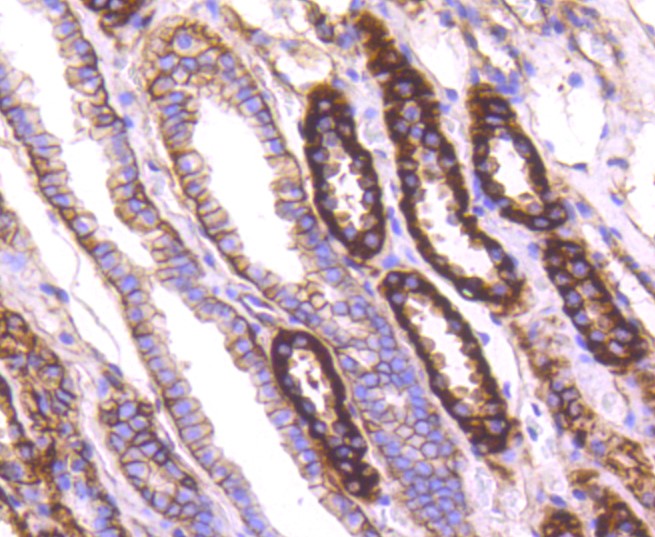 Paraformaldehyde-fixed and paraffin-embedded Human kidney tissue incubated with Sodium Potassium ATPase (13H5) Monoclonal Antibody (bsm-52485R) at 1:100, overnight at 4°C, followed by a conjugated secondary antibody and DAB staining. Counterstained with hematoxylin.