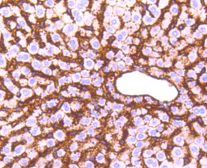 Paraformaldehyde-fixed and paraffin-embedded Mouse liver tissue incubated with Sodium Potassium ATPase (13H5) Monoclonal Antibody (bsm-52485R) at 1:100, overnight at 4°C, followed by a conjugated secondary antibody and DAB staining. Counterstained with hematoxylin.