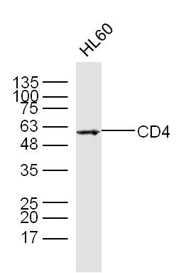 Lane 1: HL60 Cells; Probed with CD4 Polyclonal Antibody, Unconjugated (bs-0647R) at 1:300 overnight at 4\u00b0C followed by incubation with a conjugated secondary antibody for 60 minutes at 37\u00b0C.