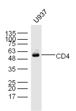 Lane 1: U937 Cells; Probed with CD4 Polyclonal Antibody, Unconjugated (bs-0647R) at 1:300 overnight at 4°C followed by incubation with a conjugated secondary antibody for 60 minutes at 37°C.