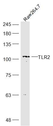 Lane 1: Raw264.7 Cells; Probed with TLR2 Polyclonal Antibody, Unconjugated (bs-1019R) at 1:300 overnight at 4°C followed by incubation with a conjugated secondary antibody for 60 minutes at 37°C.