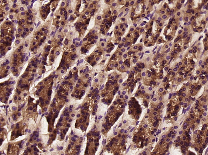 Paraformaldehyde-fixed, paraffin-embedded Rat Stomach tissue; Antigen retrieval by boiling in sodium citrate buffer (0.01M, pH6) for 15 minutes; Block endogenous peroxidase by 3% hydrogen peroxide for 30 minutes; Blocking buffer (normal goat serum) at 37°C for 20 minutes; Antibody incubation with Tenomodulin Polyclonal Antibody, Unconjugated (bs-7525R) at 1:400 overnight at 4°C, followed by incubation with a conjugated secondary antibody, DAB and counterstaining.