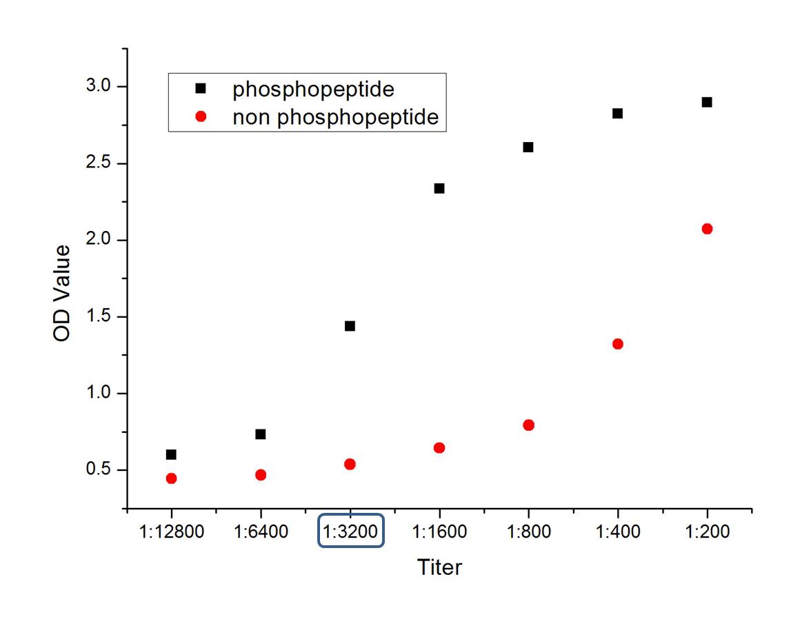 An ELISA was performed using a serial dilution of HMGCR (Ser872) Polyclonal Antibody (bs-4063R) in antigen-coated wells. The antigen used was a peptide containing the phosphosite of interest. The plot shows the absorbance against the antibody dilution for phosphopeptide antigen and non-phosphorylated peptide antigen.