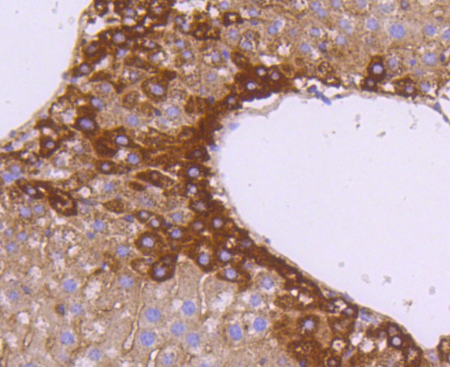 Paraformaldehyde-fixed and paraffin-embedded Mouse liver tissue incubated with SGK1 (6D1) Monoclonal Antibody (bsm-52499R) at 1:100, overnight at 4°C, followed by a conjugated secondary antibody and DAB staining. Counterstained with hematoxylin.
