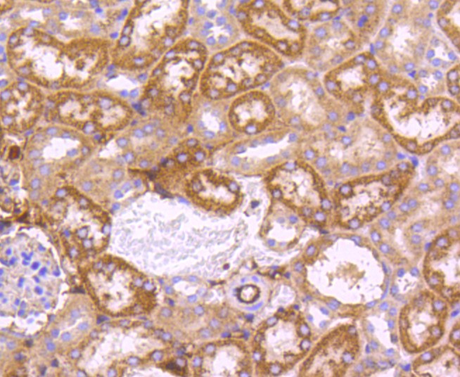 Paraformaldehyde-fixed and paraffin-embedded Mouse kidney tissue incubated with SGK1 (6D1) Monoclonal Antibody (bsm-52499R) at 1:100, overnight at 4°C, followed by a conjugated secondary antibody and DAB staining. Counterstained with hematoxylin.