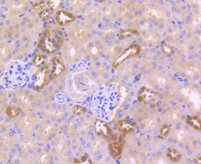 Paraformaldehyde-fixed and paraffin-embedded Mouse kidney tissue incubated with Caspase-6 (10F5) Monoclonal Antibody (bsm-52503R) at 1:100, overnight at 4°C, followed by a conjugated secondary antibody and DAB staining. Counterstained with hematoxylin.