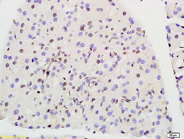 Formalin-fixed and paraffin embedded rat pancreas labeled with Anti-Prohibitin Polyclonal Antibody, Unconjugated (bs-1449R) at 1:200 followed by conjugation to the secondary antibody and DAB staining.