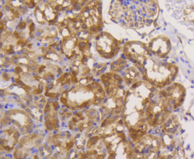 Paraformaldehyde-fixed and paraffin-embedded Mouse kidney tissue incubated with eIF5A (3A6) Monoclonal Antibody (bsm-52519R) at 1:100, overnight at 4°C, followed by a conjugated secondary antibody and DAB staining. Counterstained with hematoxylin.
