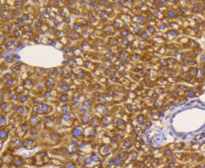 Paraformaldehyde-fixed and paraffin-embedded Mouse liver tissue incubated with eIF5A (3A6) Monoclonal Antibody (bsm-52519R) at 1:100, overnight at 4°C, followed by a conjugated secondary antibody and DAB staining. Counterstained with hematoxylin.