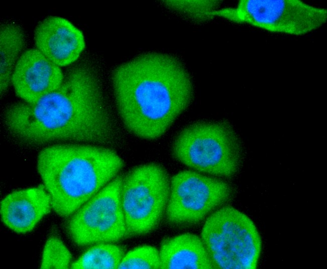 IF(ICC) staining with CD13 (3C11) Monoclonal Antibody (bsm-52528R) at 1:300 in AGS cells (green). The nuclear counterstain is DAPI (blue). Cells were fixed in paraformaldehyde, permeabilized with 0.25% Triton X100/PBS.