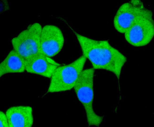 IF(ICC) staining with CD13 (3C11) Monoclonal Antibody (bsm-52528R) at 1:300 in SHG-44 cells (green). The nuclear counterstain is DAPI (blue). Cells were fixed in paraformaldehyde, permeabilized with 0.25% Triton X100/PBS.