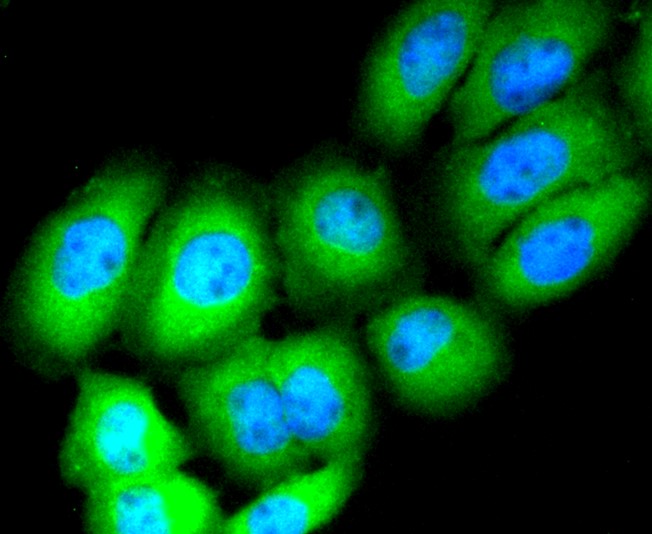 IF(ICC) staining with CD13 (3C11) Monoclonal Antibody (bsm-52528R) at 1:300 in LO2 cells (green). The nuclear counterstain is DAPI (blue). Cells were fixed in paraformaldehyde, permeabilized with 0.25% Triton X100/PBS.