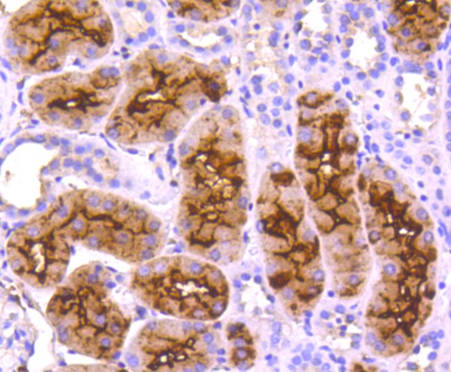 Paraformaldehyde-fixed and paraffin-embedded Human kidney tissue incubated with CD13 (3C11) Monoclonal Antibody (bsm-52528R) at 1:100, overnight at 4°C, followed by a conjugated secondary antibody and DAB staining. Counterstained with hematoxylin.